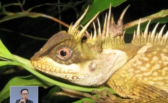 พบสิ่งมีชีวิต 163 สายพันธุ์ใหม่ในลุ่มน้ำโขง