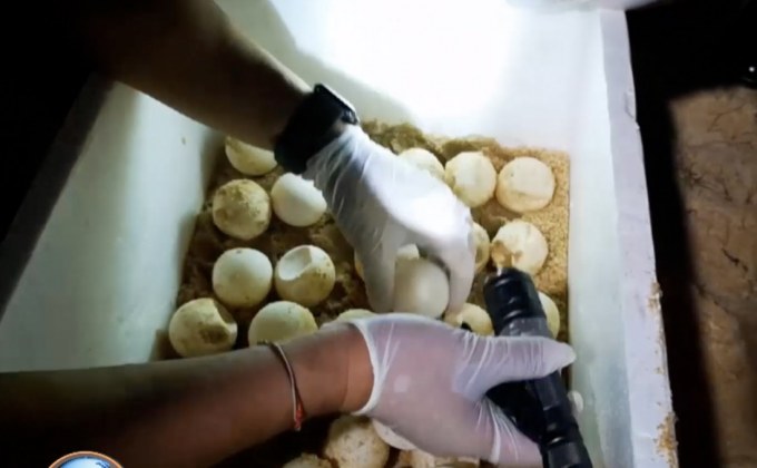 เต่ามะเฟืองขึ้นวางไข่ จ.ภูเก็ต เป็นรังที่ 2