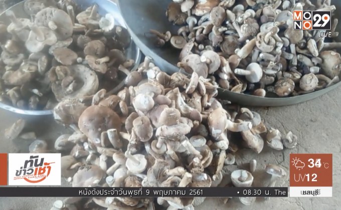 ชาวบึงกาฬเก็บเห็ดขมขาย สร้างรายได้วันละ 500 บาท