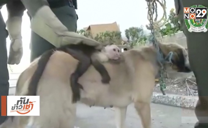 คู่ซี้ต่างสายพันธุ์ในโคลอมเบีย