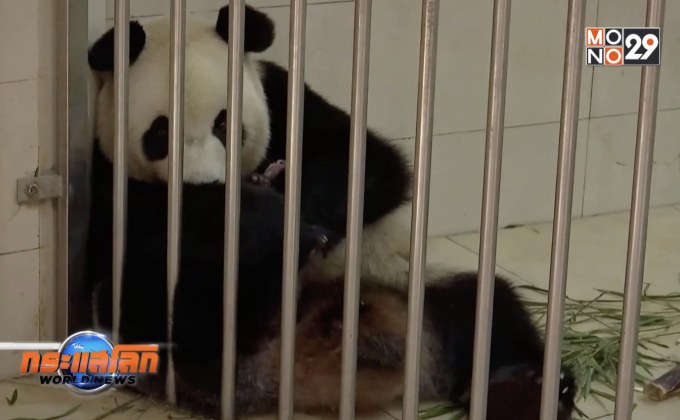 จีนพยายามเพิ่มจำนวนแพนด้า