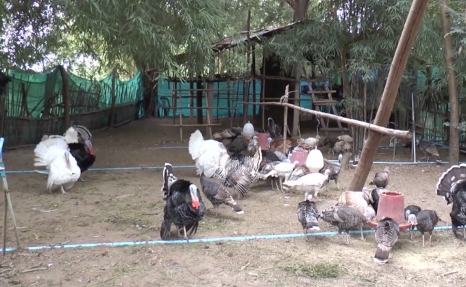 มหาสารคาม ประกาศเขตโรคระบาดในสัตว์ปีก