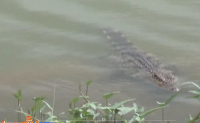 ชาวปราจีนบุรีหวาดผวาพบจระเข้ที่ฝ่ายน้ำล้น