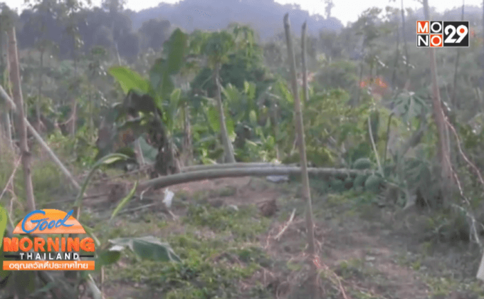 หวั่นถูกช้างป่าทำร้าย ชาวสวนหันกรีดยางกลางวัน