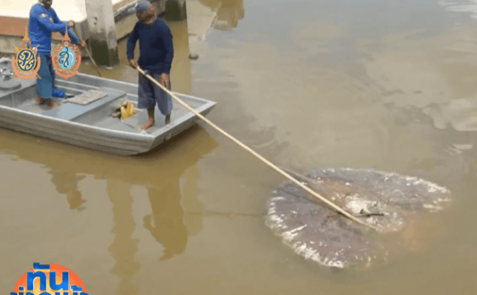 ปลากระเบนตายเกลื่อนแม่น้ำแม่กลอง