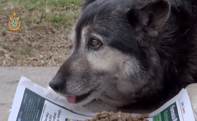 กิจกรรมวันสุนัขโลกในชิลี