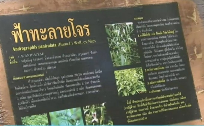 ผลทดลอง “ฟ้าทะลายโจร” ยับยั้ง-ฆ่าเชื้อโควิด-19 ได้