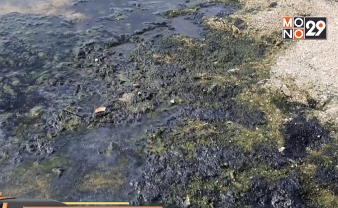 เรียกร้องแก้ไขน้ำเน่าท่วมชายหาดนาจอมเทียน