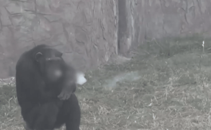 ลิงชิมแปนซีสูบบุหรี่ในเกาหลีเหนือ