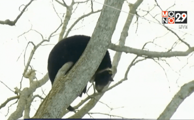 หมีดำตกต้นไม้หลังถูกยิงยาสลบ