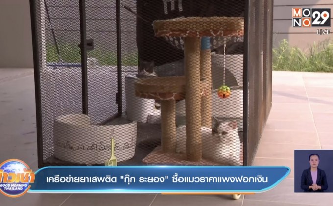 เครือข่ายยาเสพติด”กุ๊ก ระยอง”ซื้อแมวราคาแพงฟอกเงิน