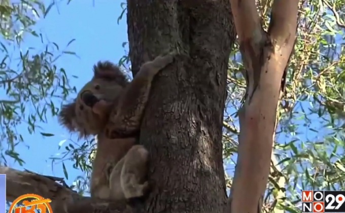 นักวิจัยออกแบบที่เก็บน้ำสำหรับโคอาล่า