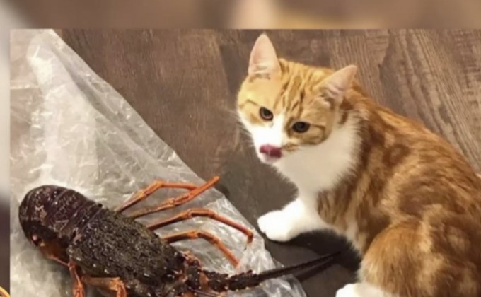 แมว “หมายเลขหนึ่ง” นิวซีแลนด์ ถูกรถชนตาย