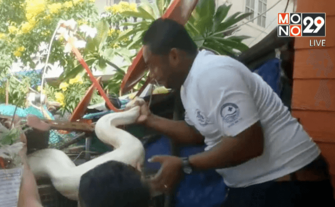 งูหลามทองยักษ์ฉกกัดเจ้าของ