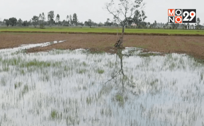 แนะเกษตรกรปรับตัวรับภัยแล้ง ตอน 1