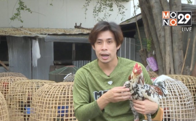 ไก่ชนสุดรักของ “ภูมินทร์” การ์ดโมโนทิวไผ่งาม