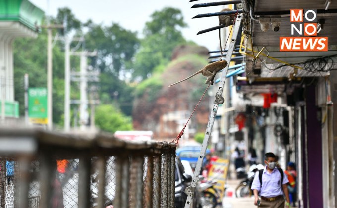 จับลิงลพบุรีเกินพันตัว เตรียมลุยต่อ 3 ฝูงใหญ่ สร้างกรงใหม่รับมือระยะยาว