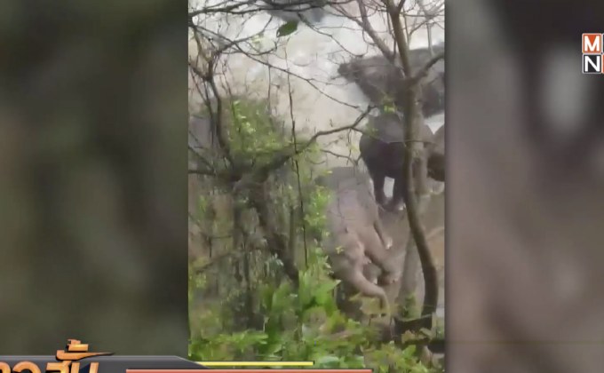 กู้ซากช้างป่า 6 ตัว พลัดตกเหวนรกเขาใหญ่