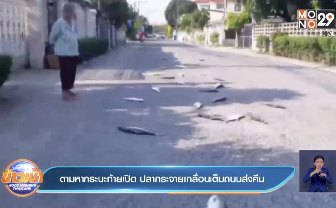 ตามหากระบะท้ายเปิด ปลากระจายเกลื่อนเต็มถนนส่งคืน