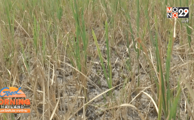 ภัยแล้งยังคงส่งผลกระทบหลายพื้นที่