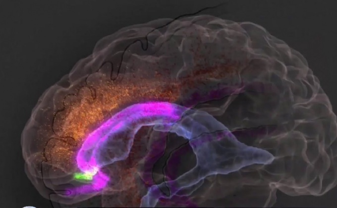 นักวิจัยสหรัฐฯ เผยความรู้ใหม่เกี่ยวกับสมองมนุษย์