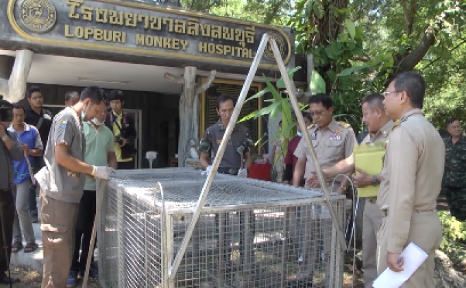 เตรียมฉีดวัคซีนป้องกันโรคพิษสุนัขบ้าให้ลิงลพบุรี