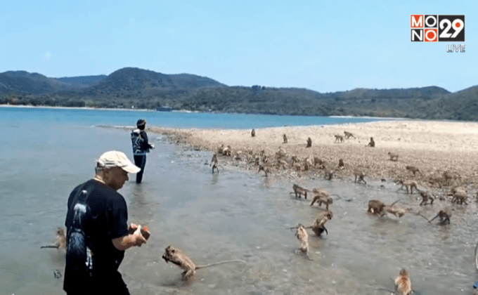 “สตูล” ทยอยอพยพลิงแสมไปปล่อยเกาะ