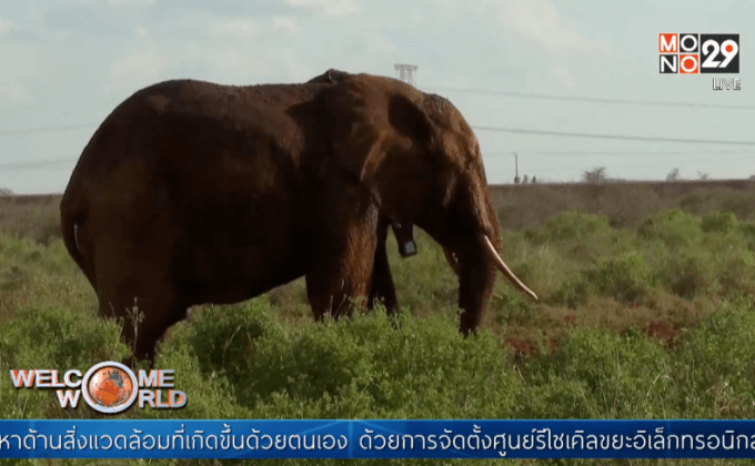 แผนสร้างอุโมงค์ลอดถนนให้ช้างในเคนยา
