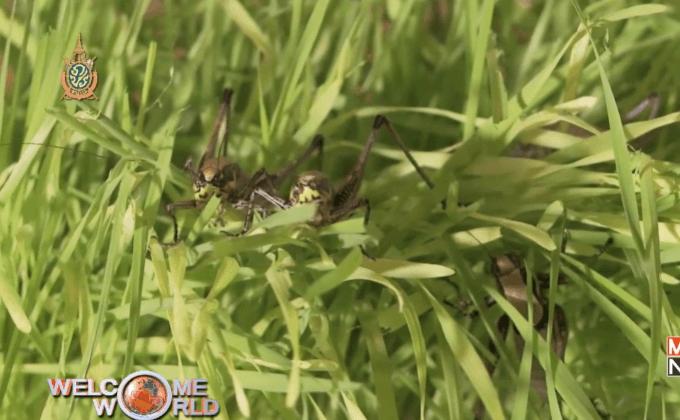 ธุรกิจ “แมลงกินได้” ในอิสราเอล