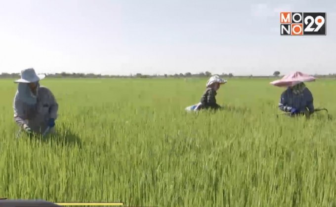 เร่งจ่ายเงินประกันราคาช่วยภาคเกษตร