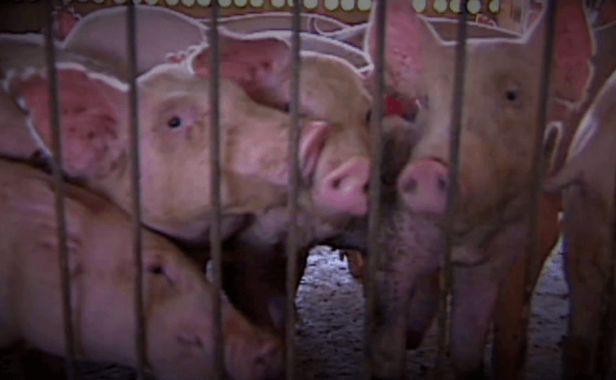 โรคไข้หูดับ