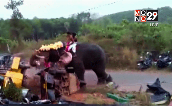 ช้างคลุ้มคลั่งในอินเดีย