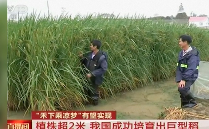จีนทดลองปลูกข้าวยักษ์สายพันธุ์ใหม่สูง 2.2 เมตร