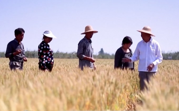 จีนอยู่ระหว่างพัฒนาสายพันธุ์ข้าวสาลี