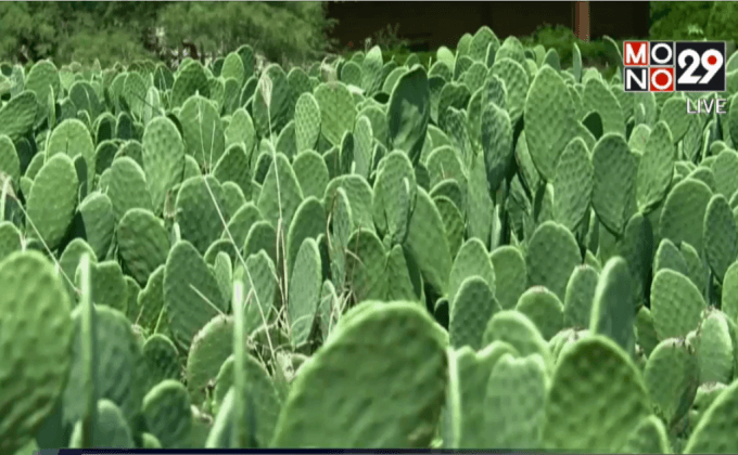 เปลี่ยนกระบองเพชรให้กลายเป็นไฟฟ้า