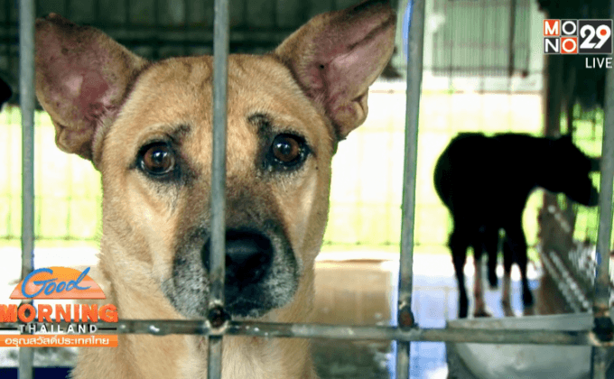 ชะตากรรมของสุนัข กิน ฆ่า ค้าข้ามชาติ ตอน 2