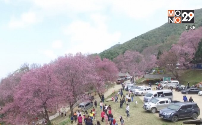 หลายจังหวัดคึกคักนทท.แห่ชมนางพญาเสือโคร่ง