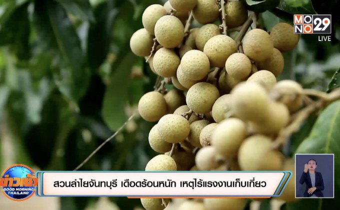 สวนลำไยเมืองจันทบุรี เดือดร้อนหนัก เหตุไร้แรงงานเก็บเกี่ยว