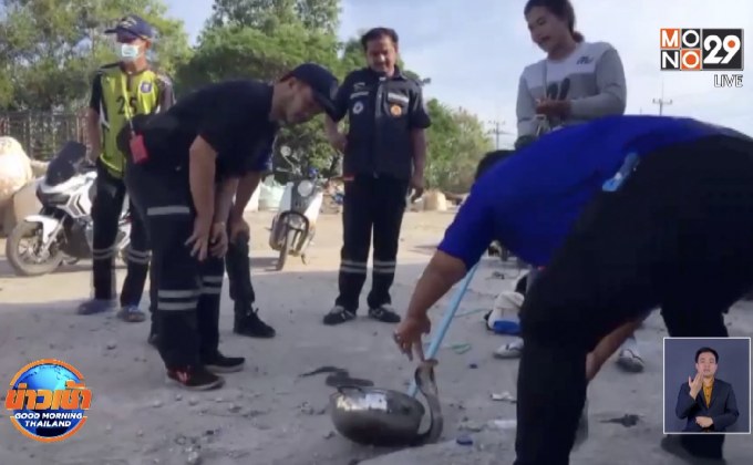 สาวกู้ภัยใจกล้า โชว์จับงูเห่า