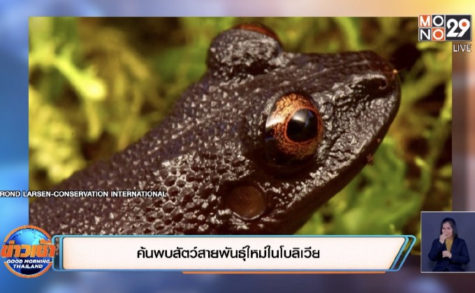 ค้นพบสัตว์สายพันธุ์ใหม่ในโบลิเวีย