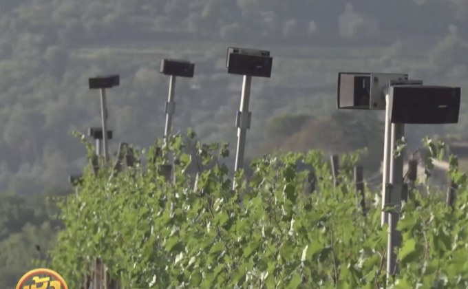 ไวน์จากองุ่นฟังเพลงคลาสสิก