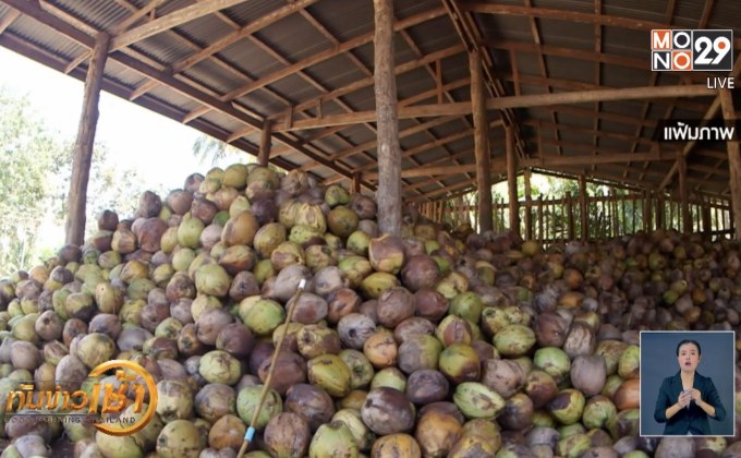 ​ชาวสวนเตรียมเคลื่อนไหว แก้ราคามะพร้าวตกต่ำ