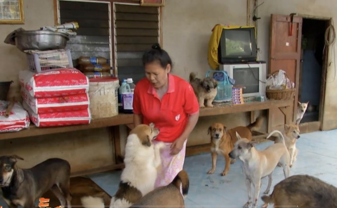 กำหนดให้ขึ้นทะเบียนฟรี สุนัข-แมว ในรอบแรก