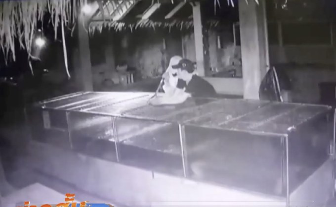 ขโมยกุ้งมังกร 7 สี ร้านอาหารทะเล จ.ภูเก็ต