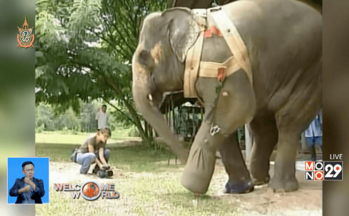 ช้างพิการในไทยรับขาเทียมใหม่