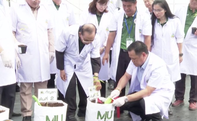 เริ่มแจกน้ำมันกัญชาสูตร อ.เดชา ให้ผู้ป่วย 22 รพ.