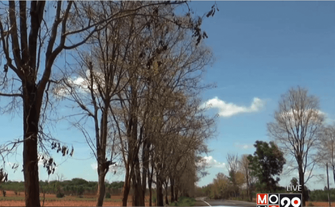 แชร์ภาพกองทัพหนอนคืบกัดกินใบต้นประดู่