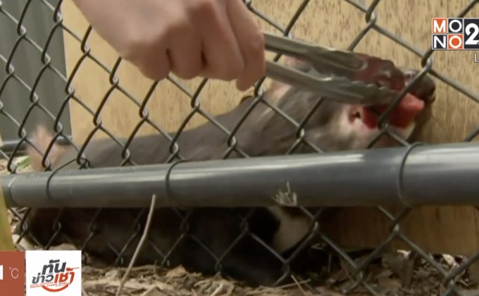 ​สวนสัตว์ในออสเตรเลียฝึกสัตว์ให้คุ้นเคยกับการตรวจสุขภาพ