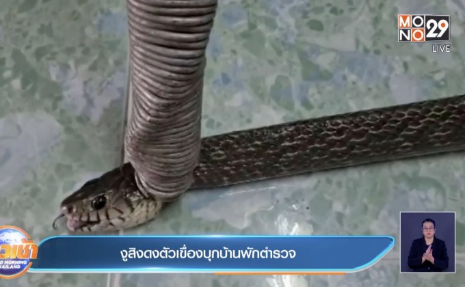 งูสิงดงตัวเขื่องบุกบ้านพักตำรวจ