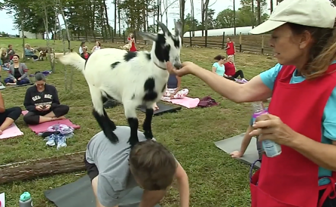 “โยคะแพะ” เทรนด์ออกกำลังกายในสหรัฐฯ